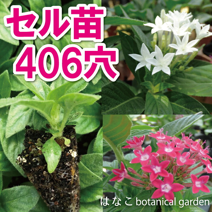 【花のプラセル・・】　ペンタス　グラフィティ　ミックス　406穴360本　特価　播種　自家用　業務用　送料無料　プラグ苗　セル苗
