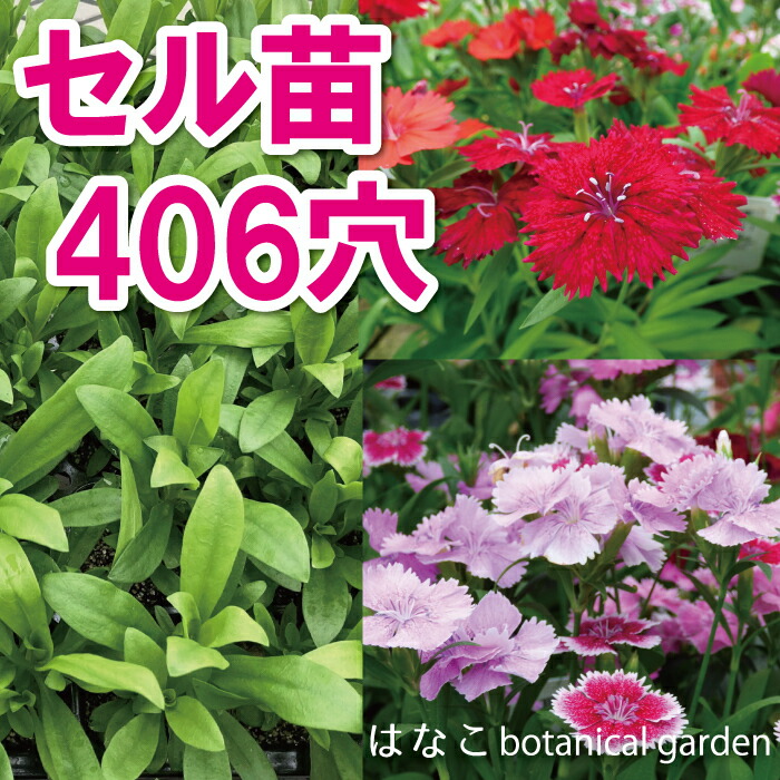 楽天市場】【花のプラセル®】トルコギキョウ トルコキキョウ 楽天市場】【花のプラセル®】トルコギキョウ トルコキキョウ