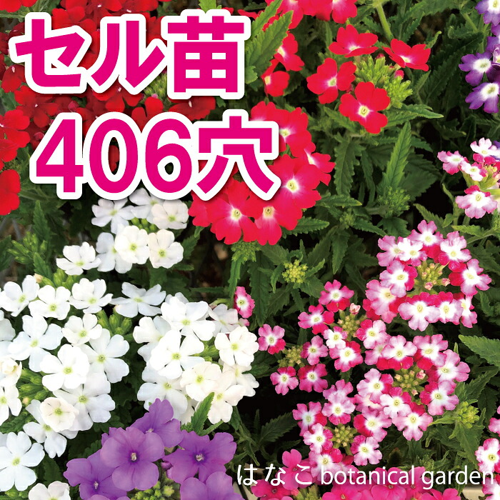 【花のプラセル・・】バーベナ　オブセッション　ミックス　406穴360本　特価　播種　自家用　業務用　送料無料　セル苗　プラグ苗