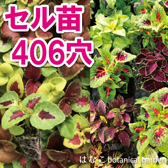 【花のプラセル🄬】コリウス　ウィザード　ミックス　プラグ苗　406穴360本 特価　播種　自家用　業務用　送料無料　セル苗