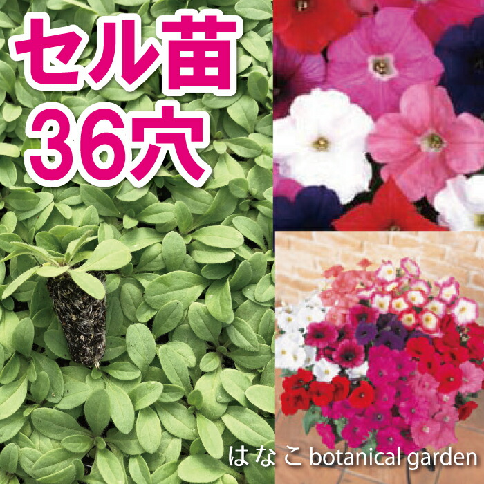 楽天市場】令和6年早期予約！【花のセル苗】プラグ苗 マリーゴールド