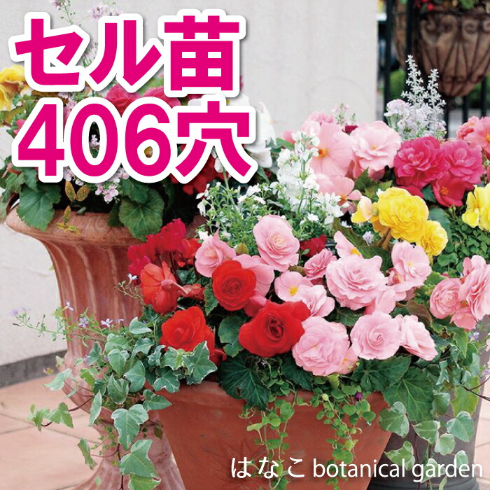 ෆ˚*感謝セールෆ˚* ベゴニア 1苗 抜き苗 寄せ植え 多肉植物 ෆ˚*感謝セールෆ˚* ベゴニア 1苗 抜き苗 寄せ植え 多肉