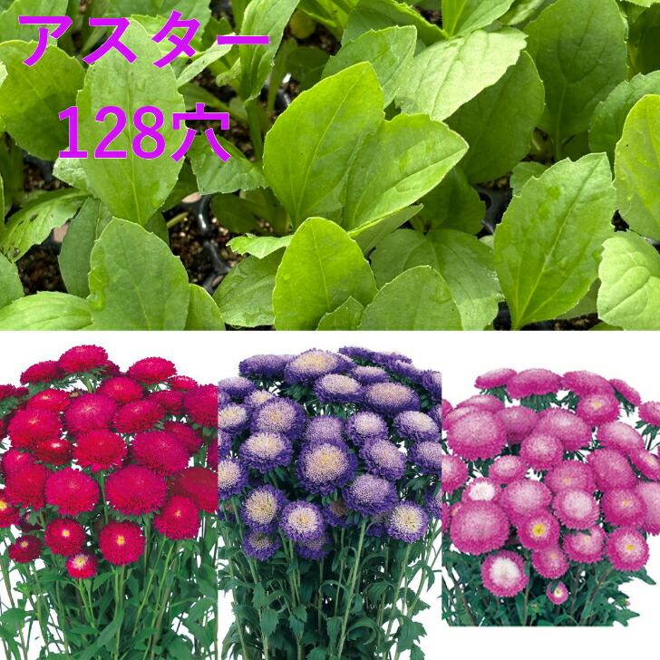 【花のプラセル】アスター　3色ミックス　128穴100本　ガーデニング　切り花　一年草　当店おすすめ　売れ筋　生産者向け　送料無料　花壇　プラグ苗　セル苗