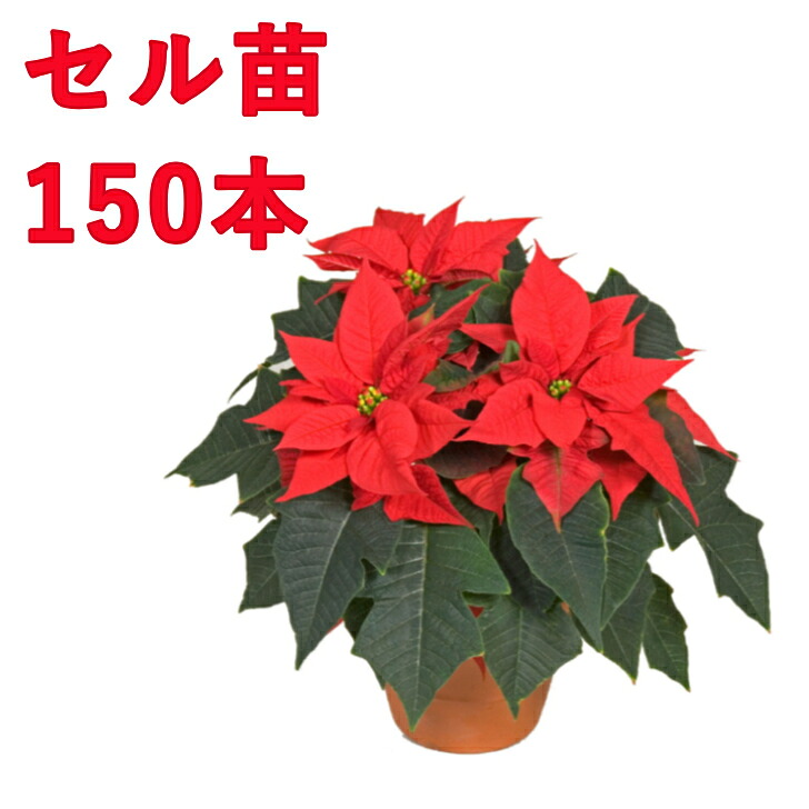 今年限定【花のプラセル】ポインセチア 150穴150本 ガーデニング 切り花 一年草 当店おすすめ 売れ筋 生産者向け 送料無料 花壇 プラグ苗 セル苗|はなこ botanicalgarden