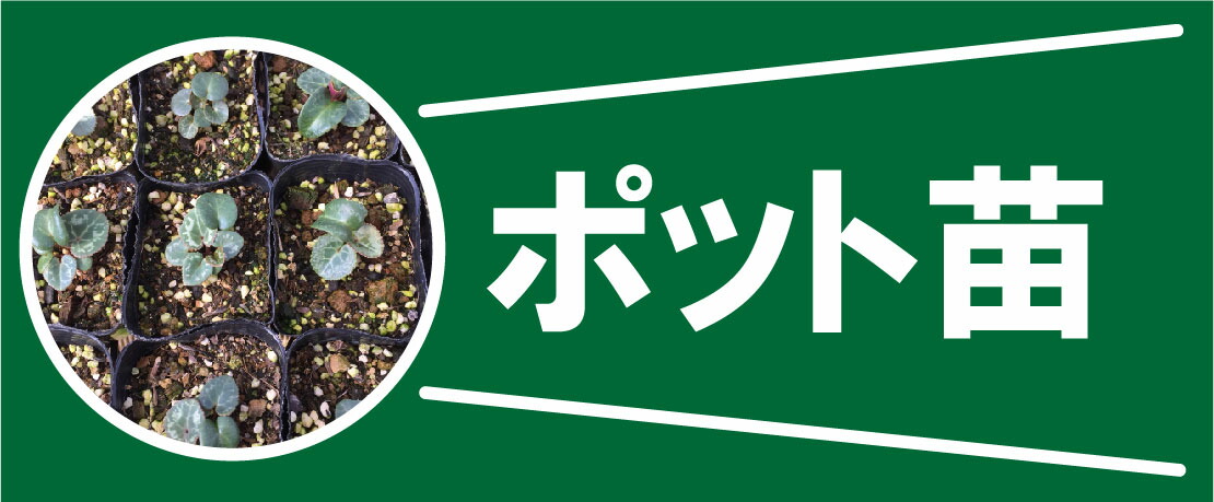 楽天市場】【花のタネ】 プリムラ ジュリアン系 クイック ミックス (約50粒） : はなこ botanicalgarden