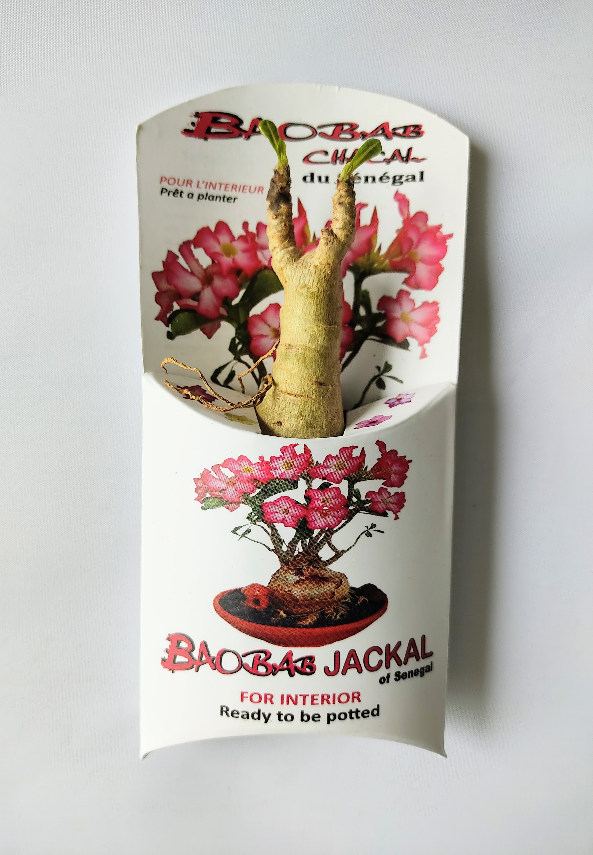 楽天市場 花が咲くバオバブの木 1 2年物 Baobab Chacal Baobab Ak