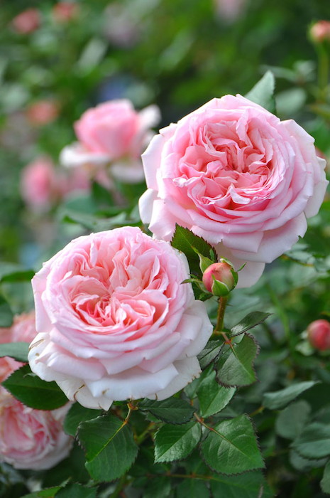 ドイリー1207❤️華麗なローズつる薔薇達のスクエアドイリー✨ c807d5e67f87c127f353b87250b16f