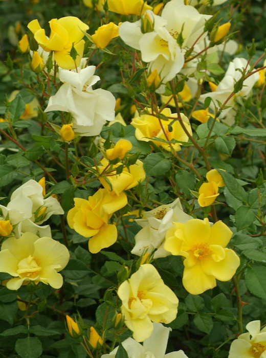 楽天市場 バラ苗 リモンチェッロ 国産大苗6号スリット鉢 シュラブローズ 修景用 四季咲き 黄色系 バラ専門店 ザ ローズショップ