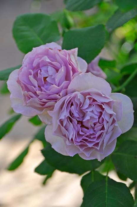 楽天市場】バラ苗【中苗】あおのきせき【青の軌跡】 国産苗 6号鉢植え