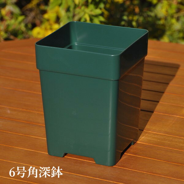 バラ苗　8号鉢大苗　正規品 楽天市場】【8角】プレミアローズセレクション【8号角深鉢】ロサ