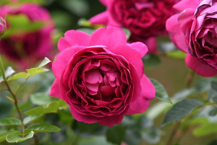 楽天市場】【冬季大苗】バラ苗 まほろば 国産苗 6号鉢植え品［契約品種