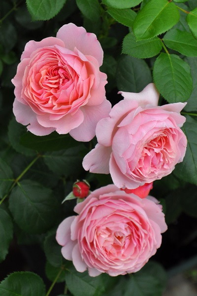 バラの地植えとミニガーデンの配置完了 バラ色のミニガーデン 楽天ブログ