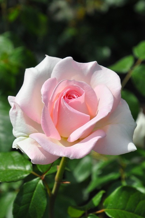 楽天市場】バラ苗【中苗】マイガーデン 国産苗 6号鉢植え品［農林水産