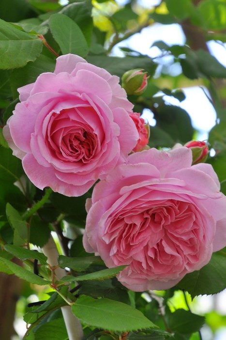 楽天市場】【大苗】バラ苗 ホワイトメイディランド 国産苗 6号鉢植え品