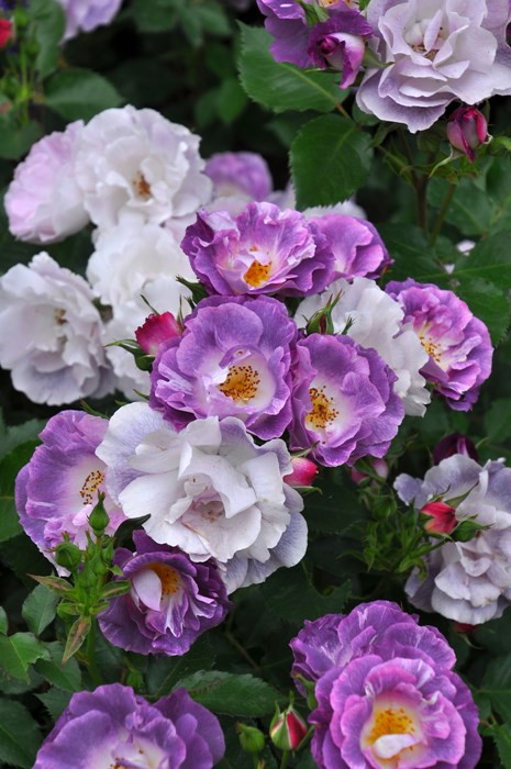 楽天市場】バラ苗【中苗】ブルーフォーユー 国産苗 6号鉢植え品