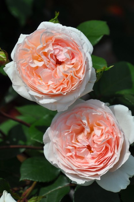 バラ 楽天市場】【冬季大苗】バラ苗 雨ニモマケズ・リバーシブルピンク 国産