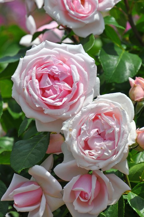 楽天市場】バラ苗【中苗】デュシェスドゥブラバン 国産苗 6号