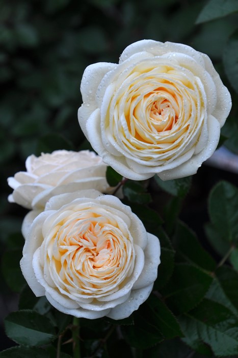 楽天市場 予約大苗 バラ苗 マリーアントワネット Fl白 国産苗 6号鉢植え品 農林水産省 登録品種 Ir Iro3 2月末までのお届け バラの家 バラ苗専門店