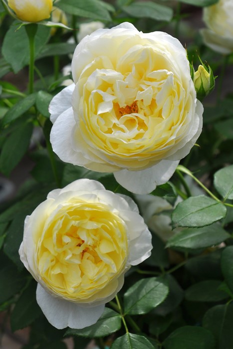 楽天市場】【冬季大苗】バラ苗 ジエンシェントマリナー 輸入苗 7号