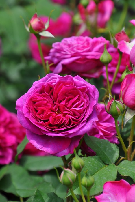 楽天市場】【冬季大苗】バラ苗 ジエンシェントマリナー 輸入苗 7号