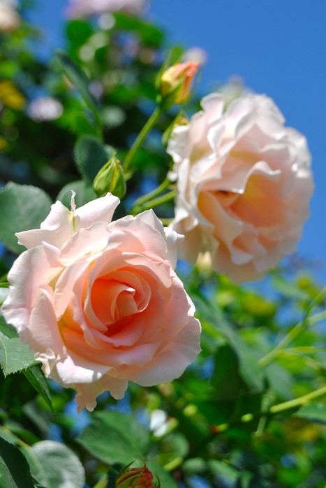 ひろココ様 接木大苗 6号鉢 バラ苗 3品種 薔薇 苗 直送商品