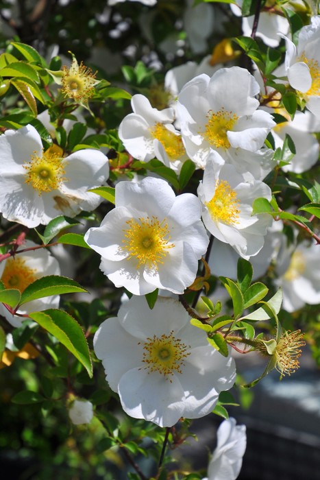 楽天市場】バラ苗【新苗】ナニワイバラ【難波薔薇 ナニワバラ 楽天市場】バラ苗【新苗】ナニワイバラ【難波薔薇 ナニワバラ