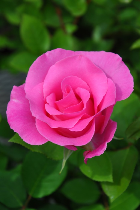 Amazon｜【glaystore】 バラ 造花 ローズ 薔薇 アレンジ 8センチ