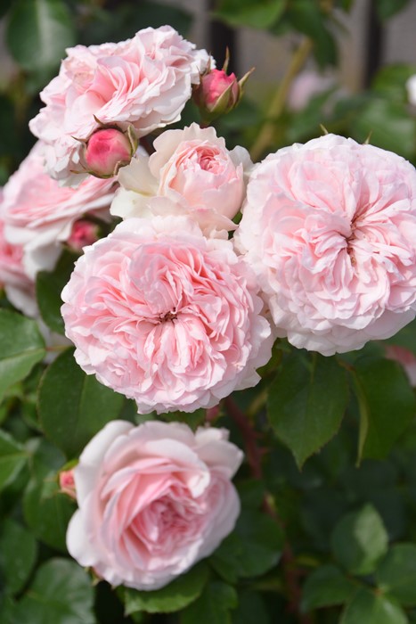 美品☆アウガルテン マリアテレジア 薔薇柄 ミニトレイ×2枚、ボンボニエール×1 美品☆アウガルテン マリアテレジア 薔薇柄 ミニトレイ×2枚、ボンボ