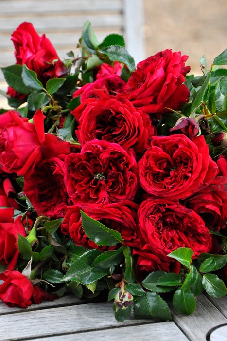 【赤い薔薇】 Manセット 楽天市場】バラ苗【中苗】サンセットグロウ 国産苗 6号鉢植え品