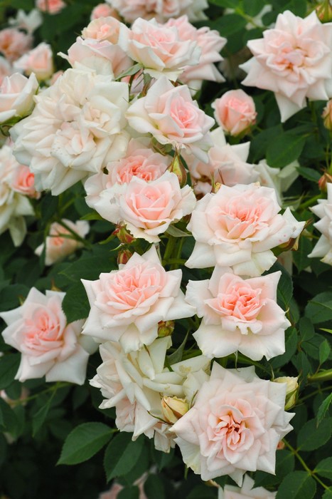 楽天市場】バラ苗【中苗】ロジャーランベリン【ロヂェランブラン