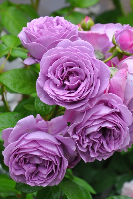 楽天市場】【冬季大苗】バラ苗 フロレンティーナ 国産苗 6号鉢植え品