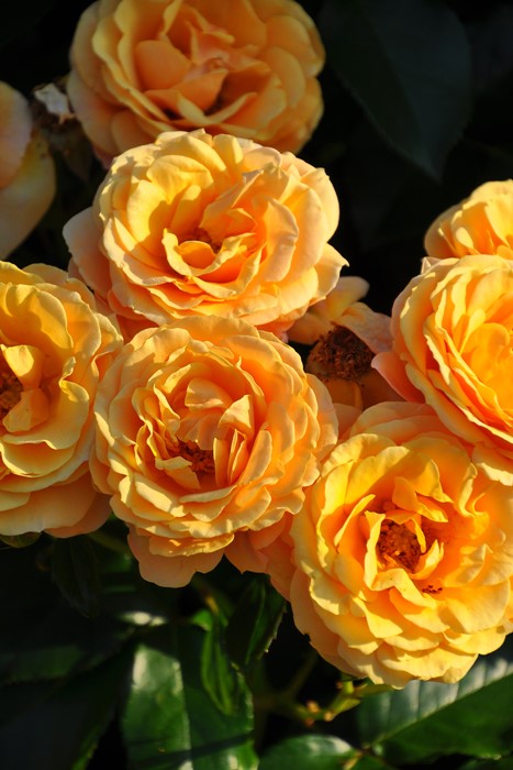 100系チェイサー バラ売り