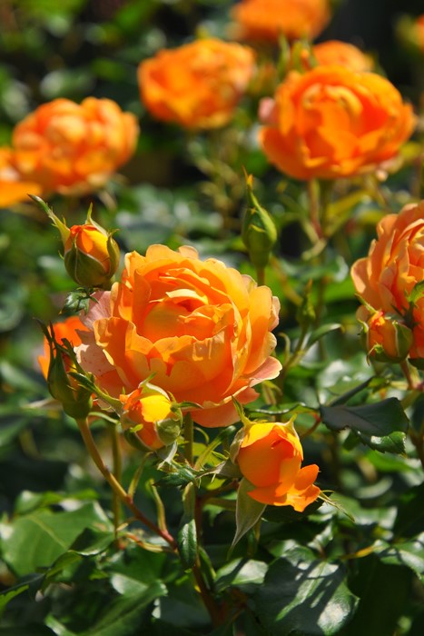 楽天市場】バラ苗【中苗】ハニーキャラメル 国産苗 6号鉢植え品［農林