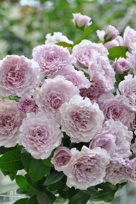 楽天市場 大苗 バラ苗 ニューウェーブ Ht淡紫 国産苗 6号鉢植え品 契約品種 Ma Ma2 バラの家 バラ苗専門店