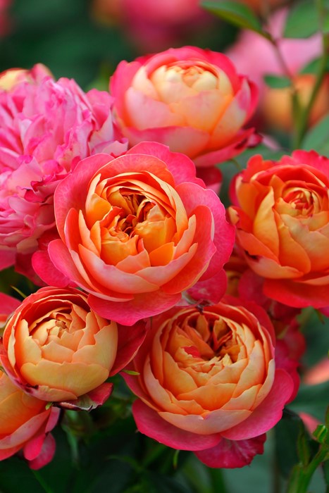 楽天市場】バラ苗【中苗】ソレイユロマンティカ 国産苗 6号鉢植え品