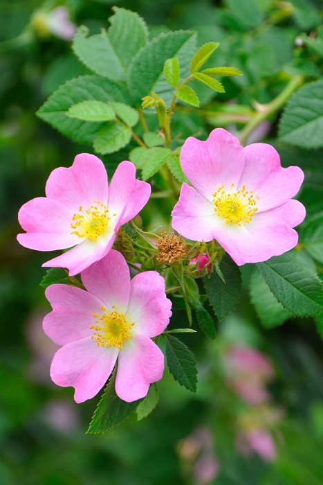 【東日本限定】D バラ ロサグラウカ 実生苗 ネコポス オールドローズ ロサ グラウカ Herb&Rose バラ苗販売 商品詳細