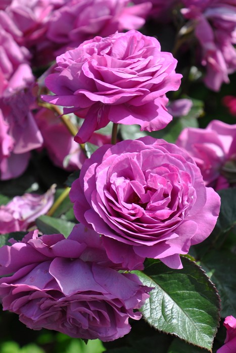 薔薇苗　四季咲き　プラムパーフェクト❤️ ⑧ プラム パーフェクト 大苗(4.5号角鉢)｜【京成バラ園】バラの通販