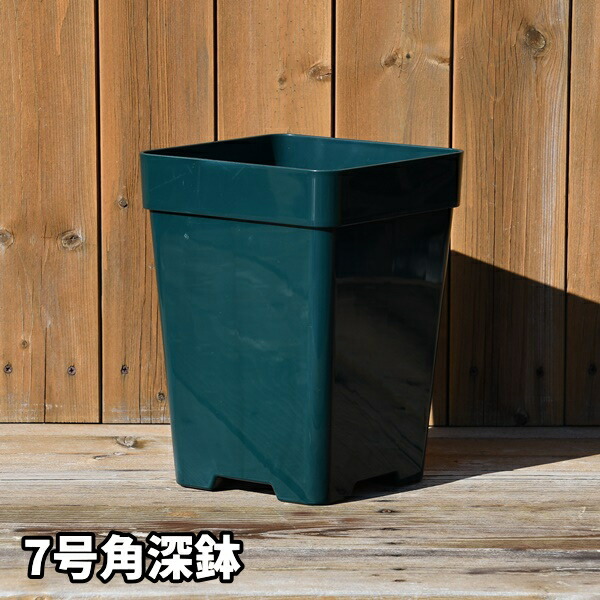 琉球藍 中苗 - 植物と雑貨のセレクトショップ・石垣島