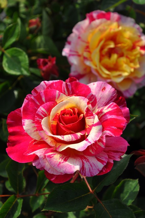 楽天市場】バラ苗【中苗】ロジャーランベリン【ロヂェランブラン