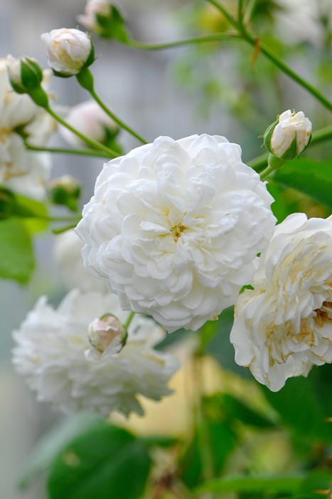 えみです♪ホワイトメイディランド♪赤ちゃん薔薇苗です(’-’*)♪ バラ苗【中苗】ホワイトメイディランド 国産苗 6号鉢植え品《J