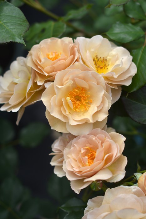 楽天市場】四季咲きつるバラ 【ラ・ブロッシュ】 2年生大苗 登録品種