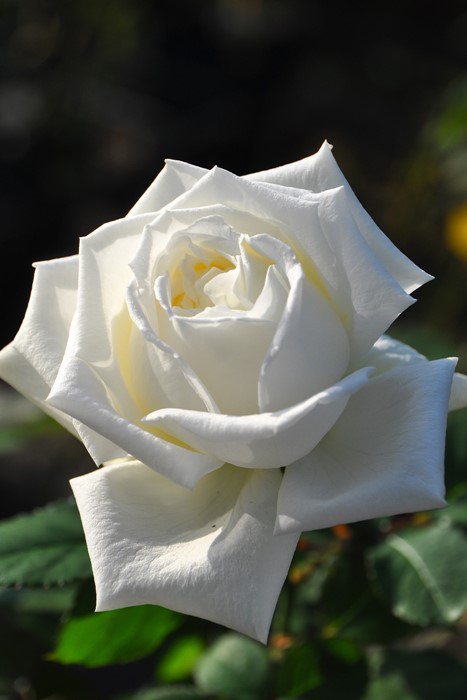 楽天市場】バラ苗【中苗】ヨハネパウロ2世 国産苗 6号鉢植え品［農林