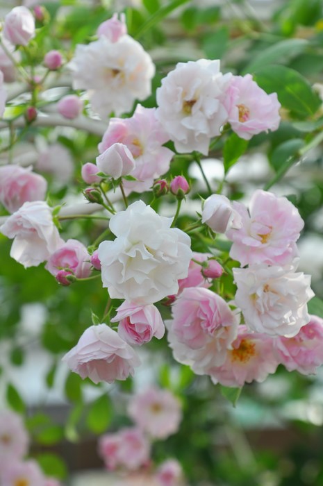 ランキング上位のプレゼント バラ大苗 野生種交雑種 ロサルブリフォリア 植物 観葉植物 Www Trustedpropertyadvisors Com