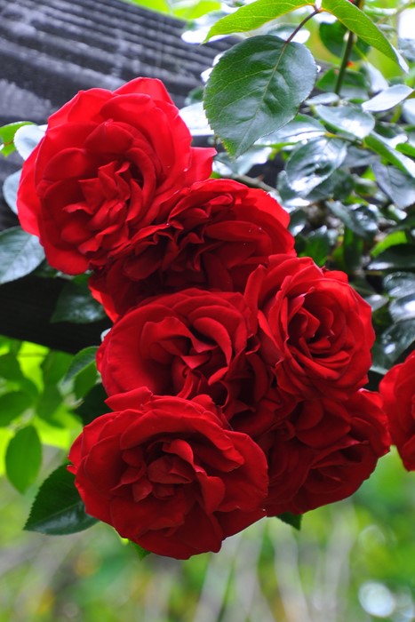 お姫様！現品、つる薔薇の苗※デトロイター➕️肥料 お姫様！現品、つる薔薇の苗※デトロイター➕️肥料 つる