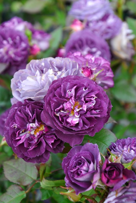 楽天市場】バラ苗【中苗】リナルド 国産苗 6号鉢植え品［農林水産省