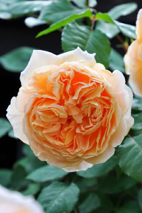 楽天市場】【冬季大苗】バラ苗 プリンセスアレキサンドラオブケント