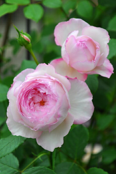 楽天市場】【冬季大苗】バラ苗 ジエンシェントマリナー 輸入苗 7号