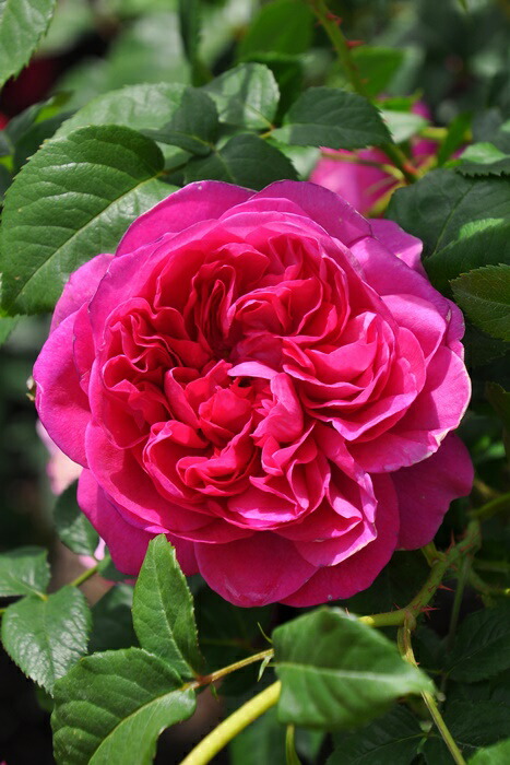 楽天市場】【冬季大苗】バラ苗 プリンセスアレキサンドラオブケント