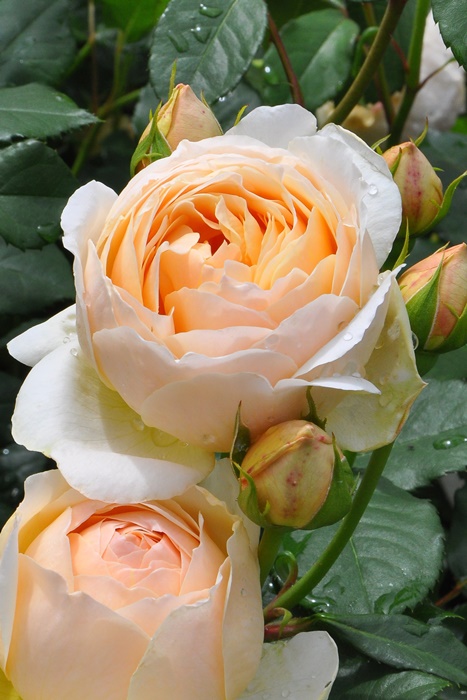 楽天市場】【冬季大苗】バラ苗 ザセレスティアル 国産苗 6号鉢植え品