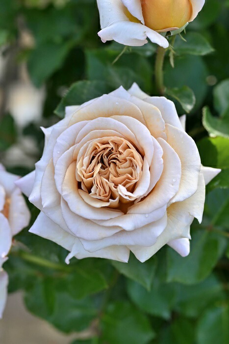 楽天市場】バラ苗【中苗】ラリデガゼル 国産苗 6号鉢植え品［農林水産